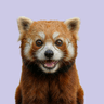 Profile picture of Alquimia Lab